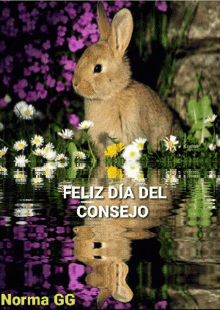 Conejo Pascua GIF - Conejo Pascua Feliz Dia Del Consejo GIFs