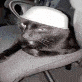 The Sploinky Cat GIF - The Sploinky Cat Splinky GIFs