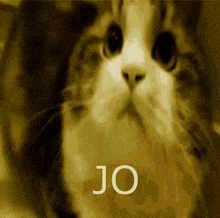 a close up of a cat 's face with the word jo written below it