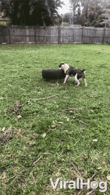 dog tire playing cute viralhog