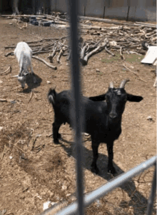 trkd goats
