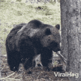 Having Some Food Bear GIF - Having Some Food Bear Viralhog GIFs