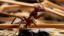Antennae Ants GIF