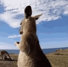 Kangaroo Dancing GIF - Kangaroo Dancing Dance GIFs