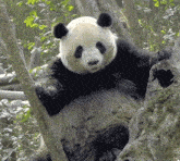 Panda Cute GIF - Panda Cute Rourou GIFs