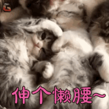 伸懒腰，猫咪，奶猫，猫 GIF - Stretching Kitten Cat GIFs