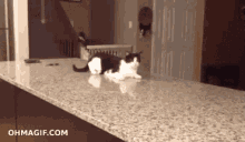 Cat Walking GIF - Cat Walking Awkward GIFs