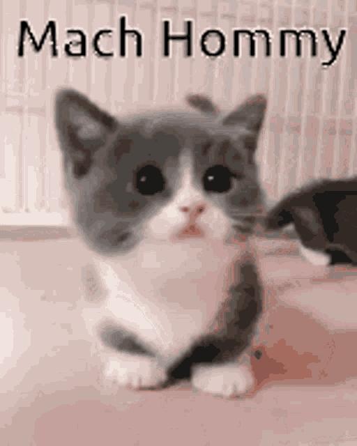 Mach Hommy Cat GIF - Mach Hommy Cat Cruke - Descobrir e Compartilhar GIFs
