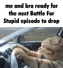 Battle For Stupid Cat Driving GIF - Battle For Stupid Cat Driving Cat GIFs