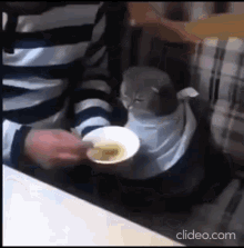 Cat Cat Eat Soup GIF - Cat Cat Eat Soup GIFs