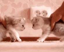 Boop Cats GIF
