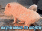 a pig is walking on a wooden floor with a caption in russian
