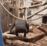 a chimpanzee is standing on a log in a zoo enclosure .