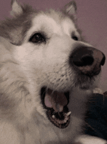 Yawn Dog GIF - Yawn Dog Malamute GIFs