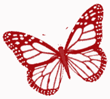 borboletas butterfly