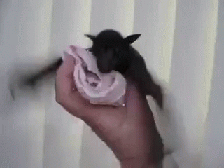 cute bat gif