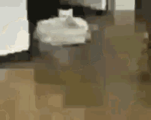 Meranca Cat GIF - Meranca Cat Kitten GIFs