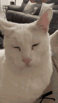 Sheldon Chillin Chill Cat GIF - Sheldon Chillin Chill Cat Cute GIFs