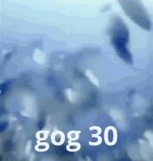 Gog Gog30 GIF - Gog Gog30 Monkey Meme GIFs