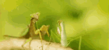 Mantis Gtfo GIF - Mantis Gtfo Bye GIFs