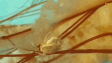 Small Crab This Jellyfish Contains An Ecosystem GIF - Small Crab This Jellyfish Contains An Ecosystem Tentacles GIFs