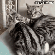 Cute Cat Sleeping Cat GIF - Cute Cat Sleeping Cat Couple Goals GIFs