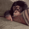 a chimpanzee is laying on a couch and pointing at the camera .