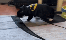 Frank Cat GIF - Frank Cat Silly GIFs