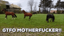 Funny Horse GIF - Funny Horse Jump GIFs