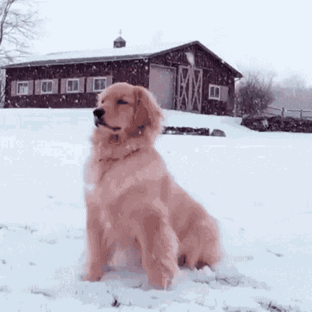 dogs in snow gif