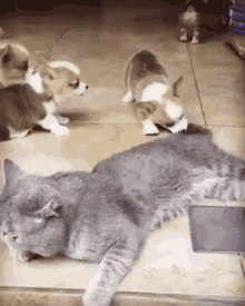 Cat Dog GIF - Cat Dog Corgi GIFs