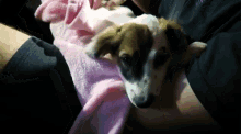 a person holding a brown and white dog on a pink blanket