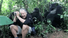 wild mountain gorilla touched man