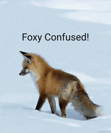 Snow Confused GIF - Snow Confused Foxy GIFs