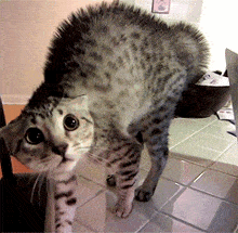 a cat standing on its hind legs on a tile floor