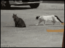 Cats Attack GIF - Cats Cat Attack GIFs