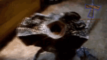 エリマキトカゲ トカゲ　動物 GIF - Gaping Mouth Frilled Neck Lizard Lizard GIFs