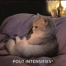 a cat is laying on a bed with the words pout intensifies written below it