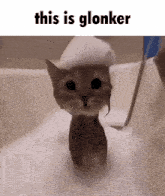 Glonker Cat GIF - Glonker Cat Meme GIFs