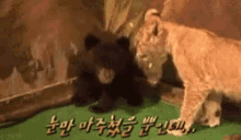 Bear Lion GIF - Bear Lion Scared GIFs