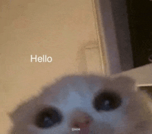 a close up of a cat 's face with the words `` hello '' on the bottom .