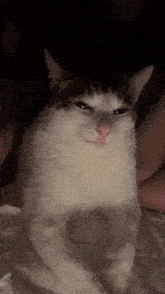 a black and white cat with a pink nose is laying on a bed