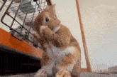 a rabbit is cleaning its paws in front of a cage while another rabbit looks on .