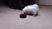 This Battle Is Won GIF - Dog Battle Attack GIFs