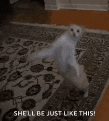 a cat is dancing on a rug in a living room and says `` she 'll be just like this ! ''