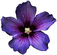 a close up of a purple flower with a yellow center on a white background