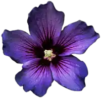 a close up of a purple flower with a yellow center on a white background