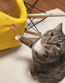a cat with a pair of handcuffs attached to it