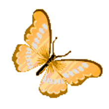 borboletas butterfly beautiful flying orange butterfly