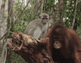 a monkey is sitting on a tree branch next to another monkey